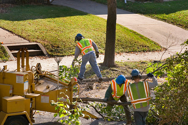 Truth Or Consequences, NM  Tree Services Company